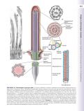 Гістологія: підручник і атлас: З основами клітинної і молекулярної біології. У 2-х томах. Том 1. Зображення №28
