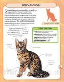 Коти. Міні-енциклопедія. Изображение №2